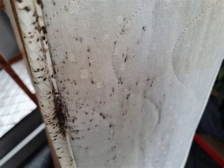 Are bed bugs in mattress?