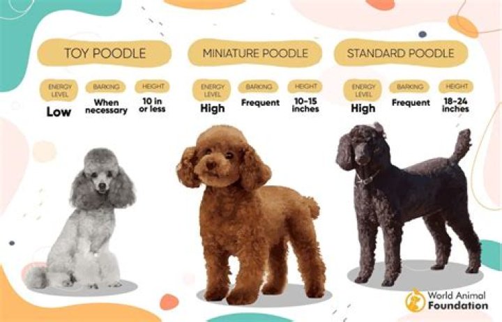 Are poodles anxious dogs?