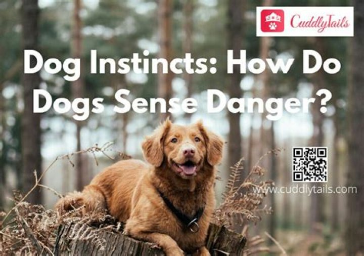 Can dogs sense intruders?