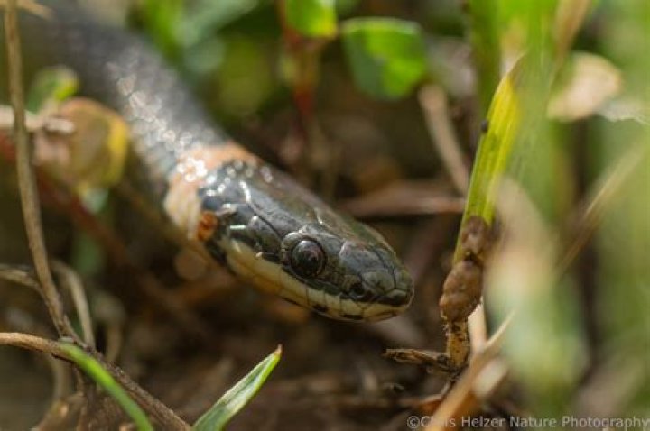 How do you deal with a snake in the grass at work?