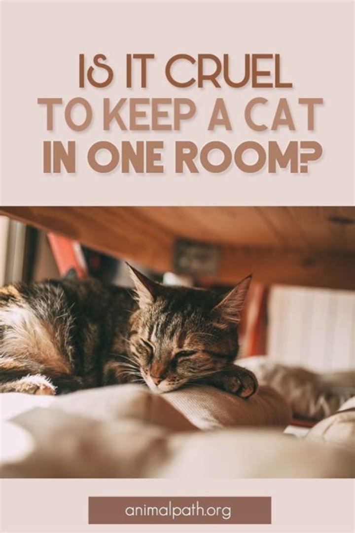 Is it cruel to keep a cat in one room?