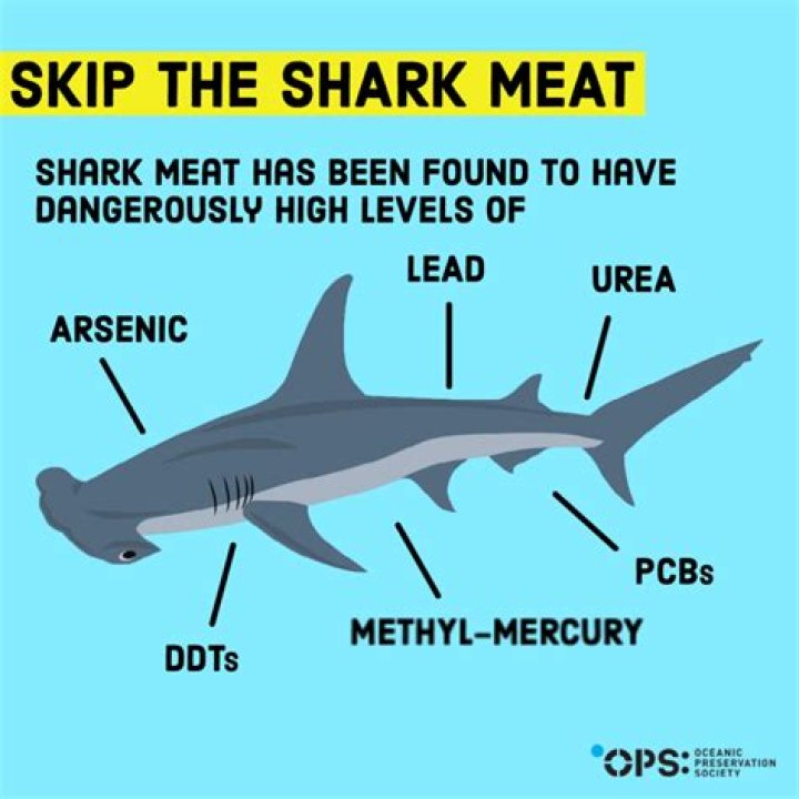Is shark safe to eat?
