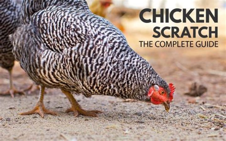 What Age Can chickens eat scratch?