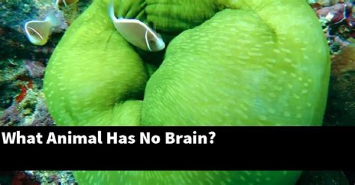 What animal has no brain?