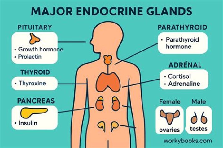 What are the 13 endocrine glands?