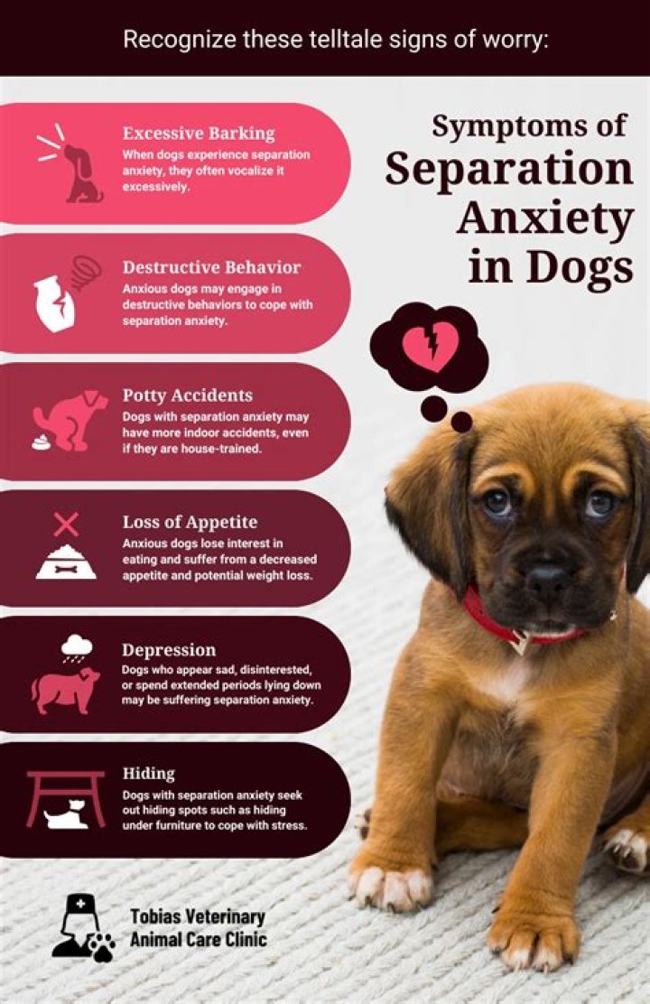 What are the symptoms of separation anxiety in dogs?