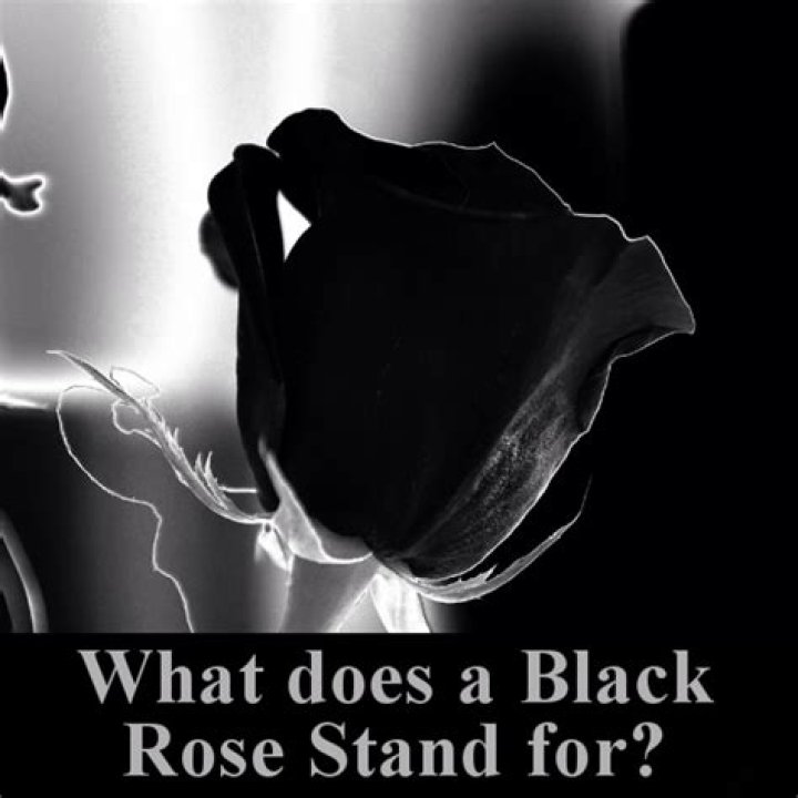 What does a black rose stand for?