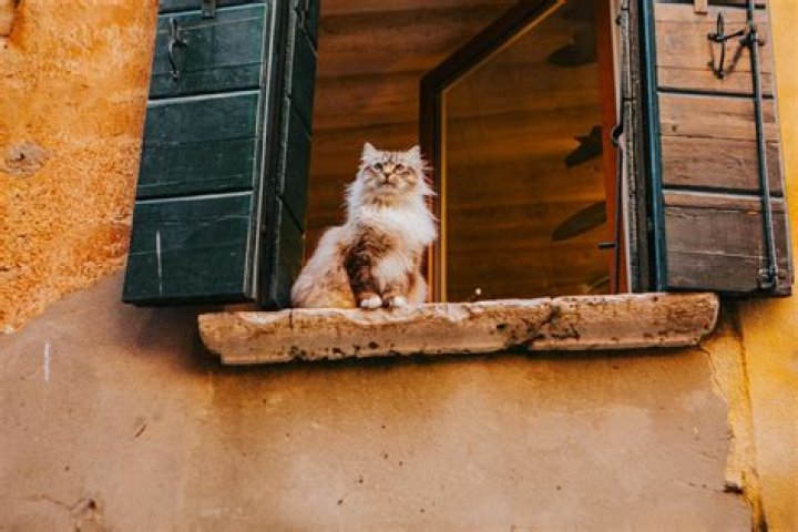 What happens if you ignore your cat?