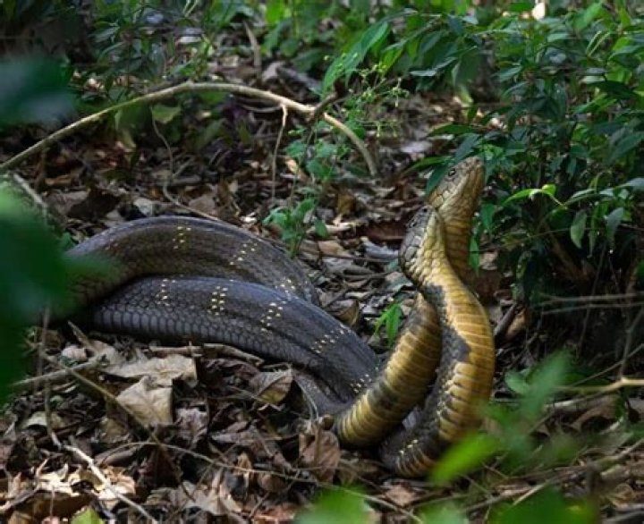 What snake can beat a king cobra?