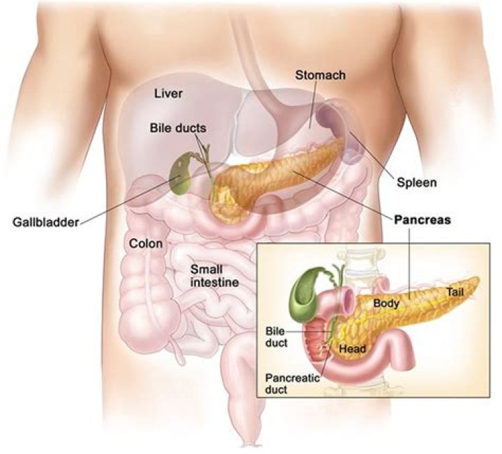Which side of the body is the pancreas on?