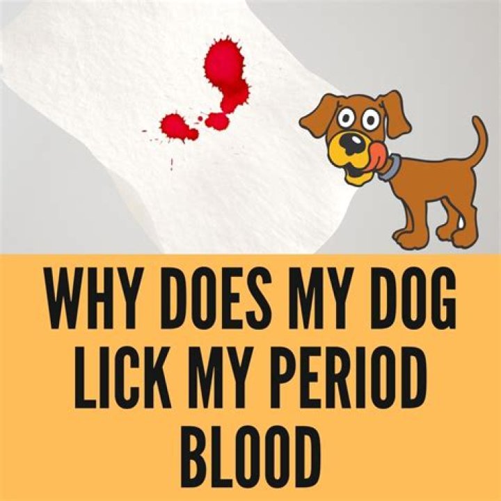 Why does my dog lick my period blood?